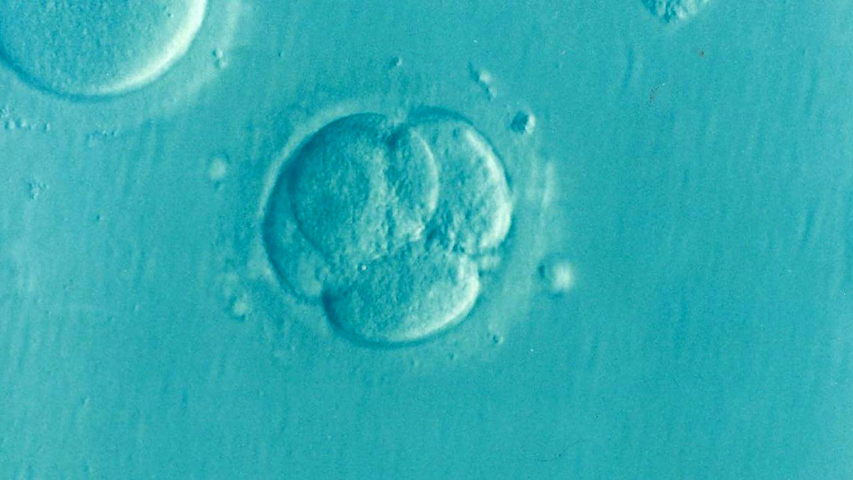 Embrión humano en sus primeros días de gestación.