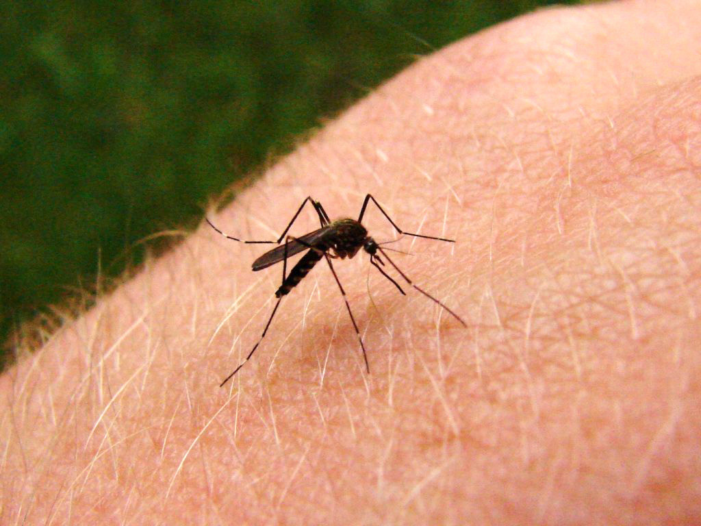 fiebre-mosquito