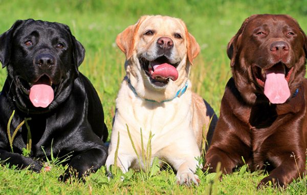 Olfato canino y la detección de cáncer